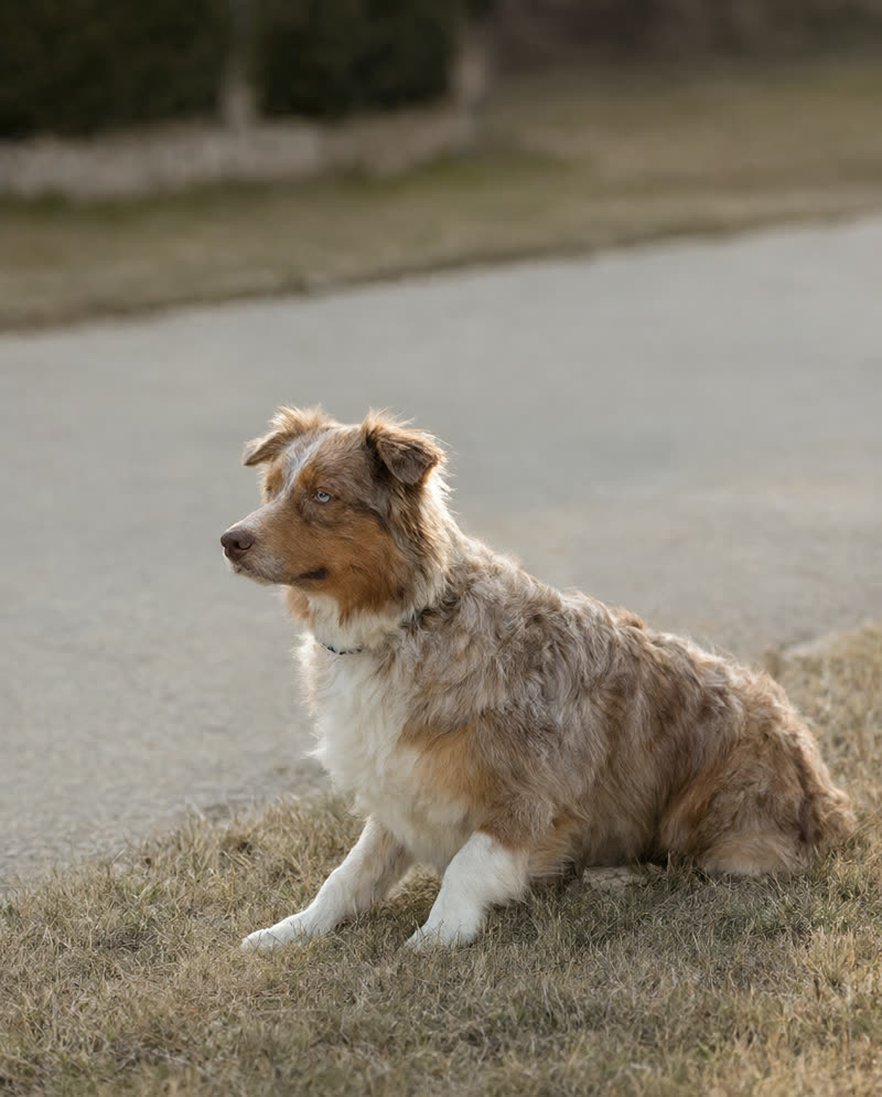 Australian Shepherd