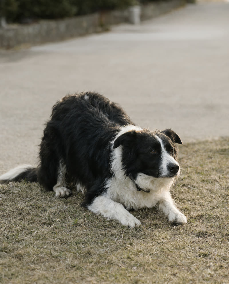 Border Collie