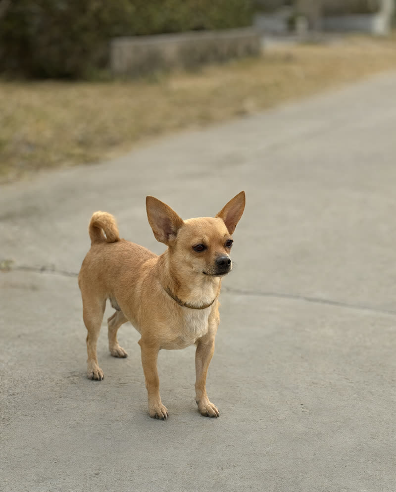 Chihuahua