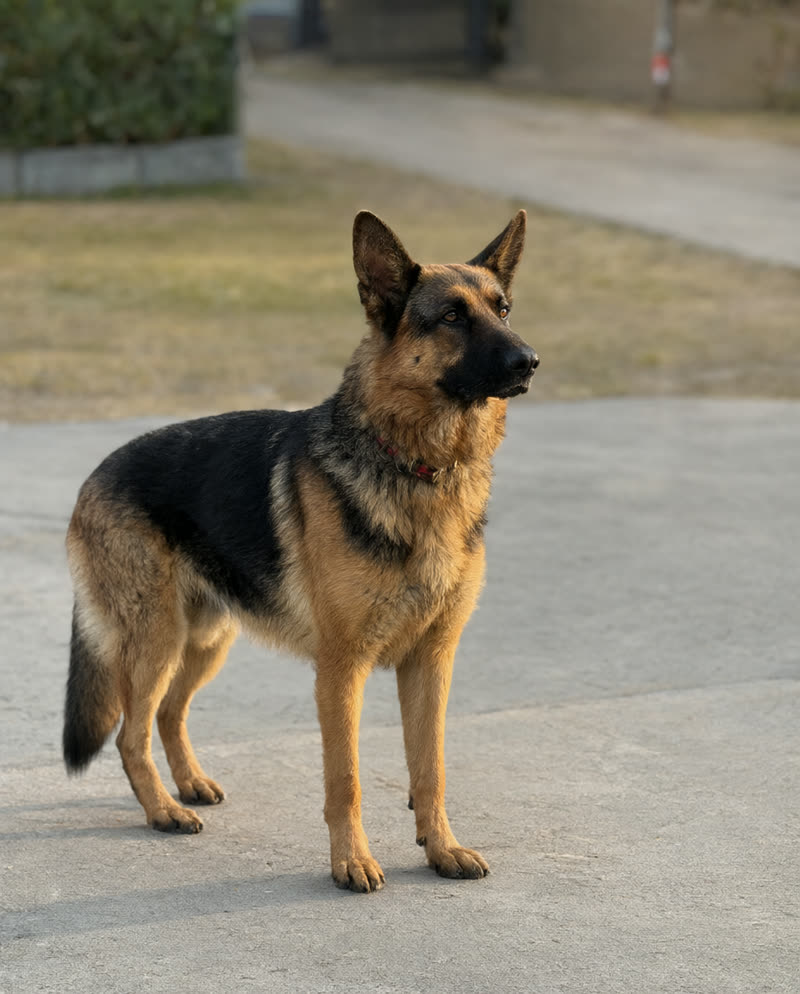 German Shepherd