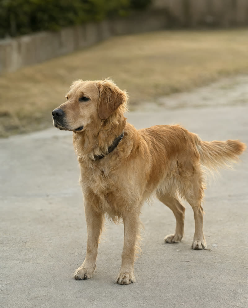 Golden Retriever