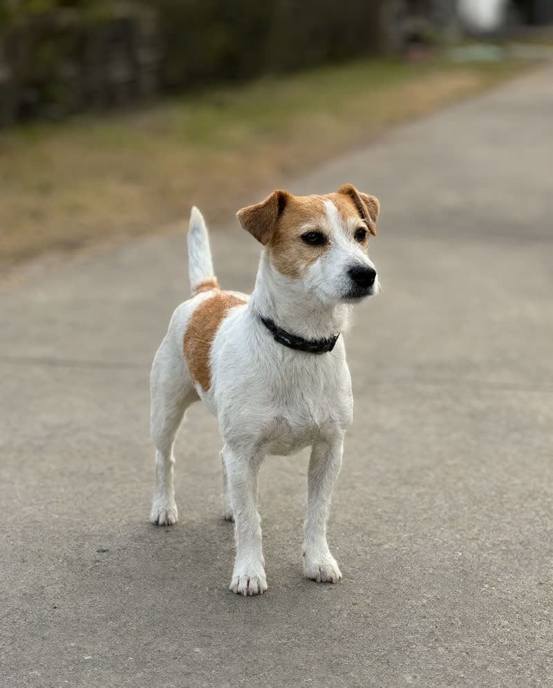 Jack Russell terrier