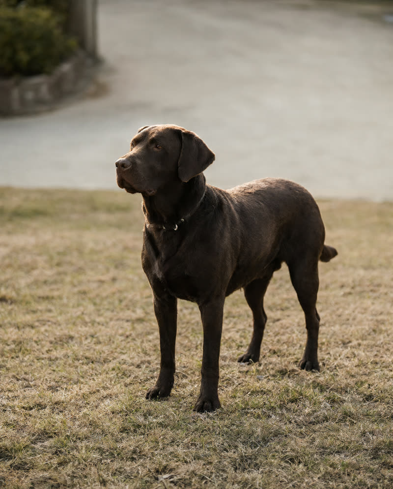 Chocolate Labrador