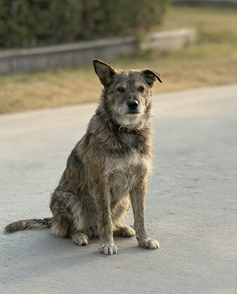 Scruffy brindle mixed-breed rescue dog