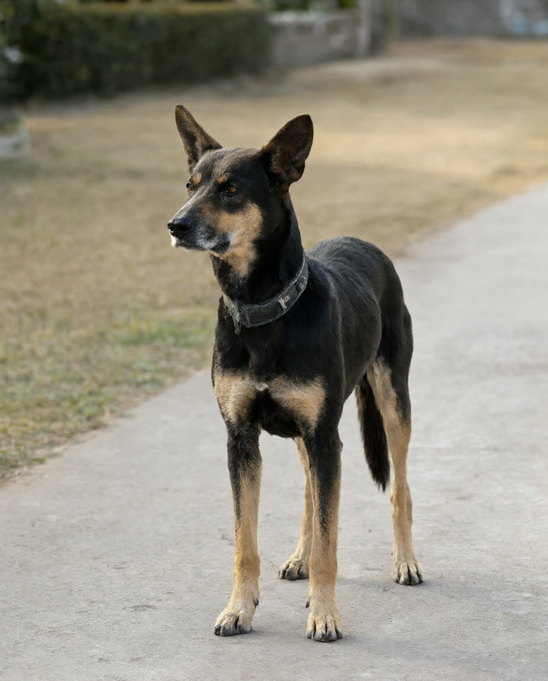 Black-and-tan shepherd-mix rescue dog